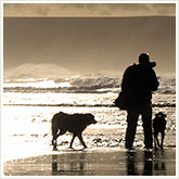 Man Walking Dogs on a Beach
