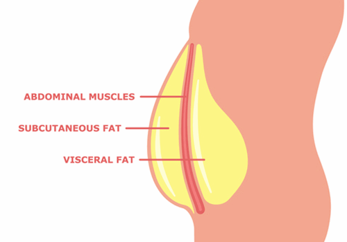 Hidden Dangers of Visceral Fat